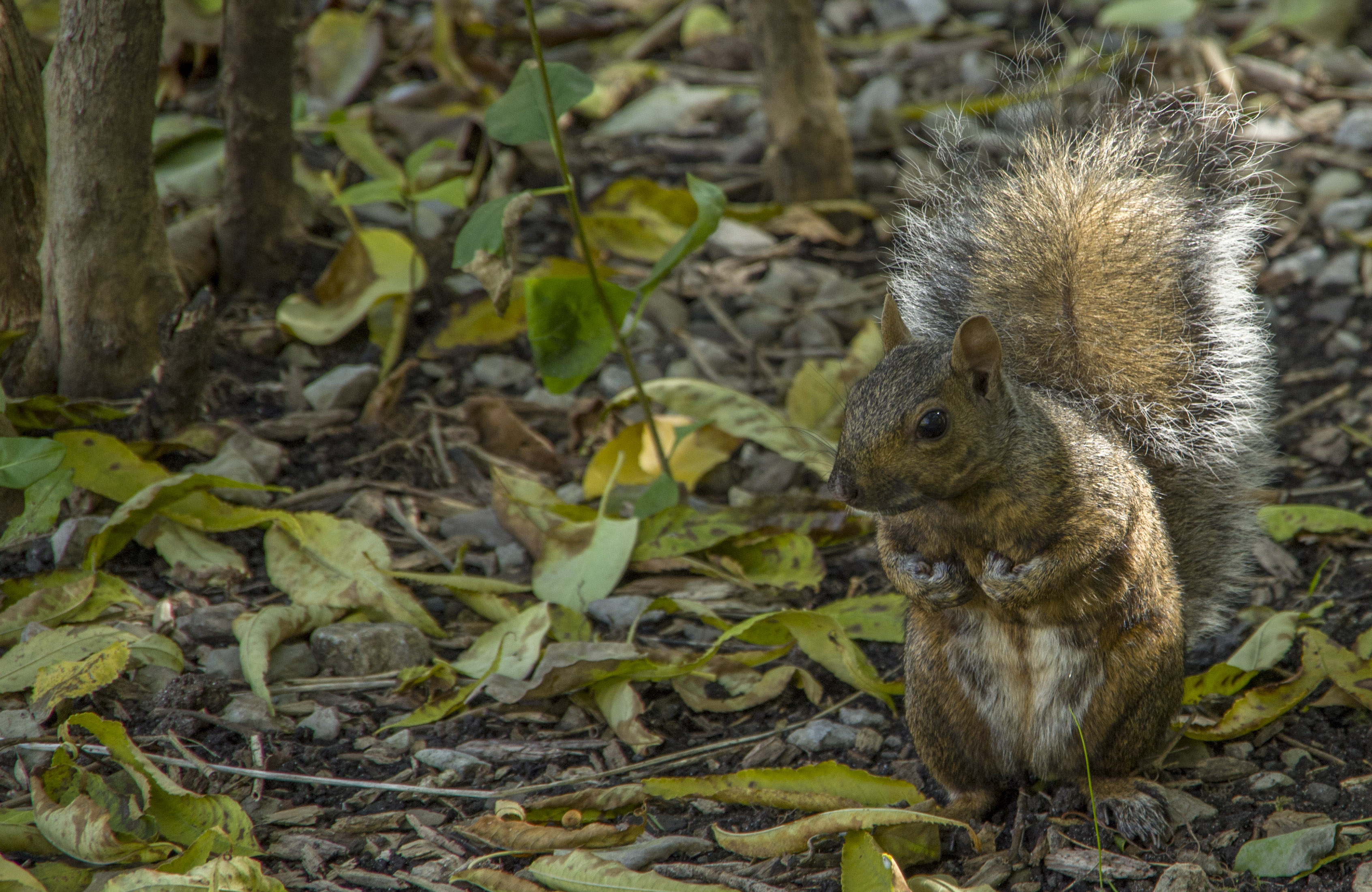 Squirrel