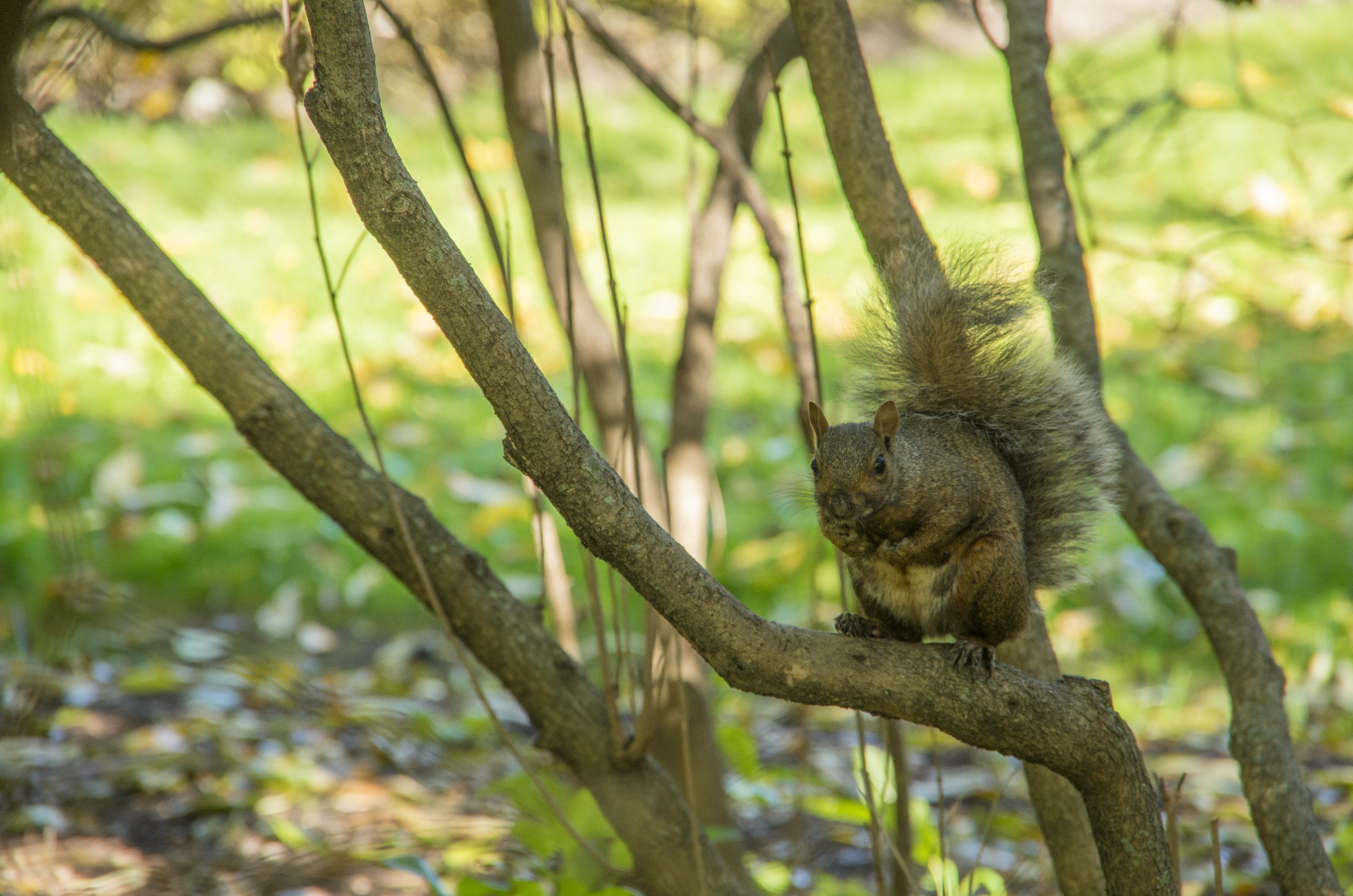 Squirrel